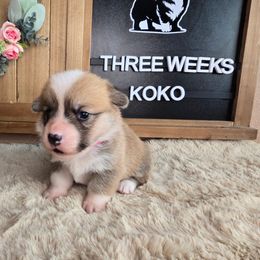 Koko - Red female Pembroke Welsh Corgi puppy in Lake Elsinore, California from Rose Petal Corgis