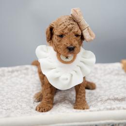 Orange collar girl - Red  female Goldendoodle puppy in Spokane, Washington from Beloved_doodles_WA