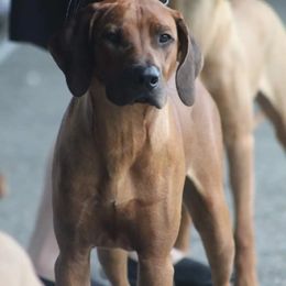 Rhodesian Ridgeback Puppies from Supernova Ridgebacks