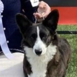 Chill - Cardigan Welsh Corgi