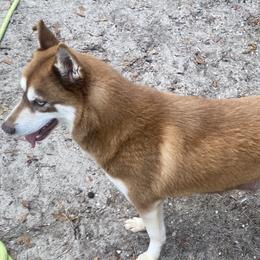 Scarlet - Siberian Husky