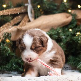 JigglyPuff - Red tri-color female Australian Shepherd puppy in Woodford, Virginia from Skyborne Australian Shepherds