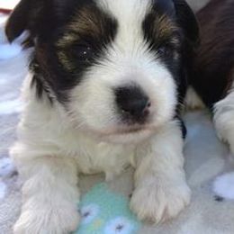 Biewer Terriers and Yorkshire Terriers from Thumbs Up Precious Pups