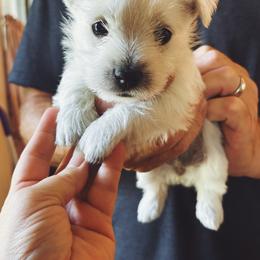 Bruno - White male West Highland White Terrier puppy in Independence, Iowa from EClair's Havanese