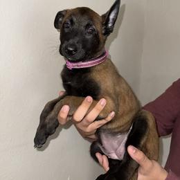 Purple Collar - Black sable female Belgian Malinois puppy in Phoenix, Arizona from Sun Valley Malinois