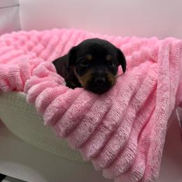 Ziti - Black and tan female Dachshund puppy in Mountain Home, Arkansas from Furry Friends Kennel