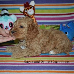 Marty - Red male Cockapoo puppy in Hopkins, South Carolina from Sugar and Spice Cockapoos