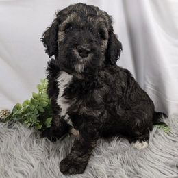 Cockapoos, Cocker Spaniels, and Poodles from Desert Puppies