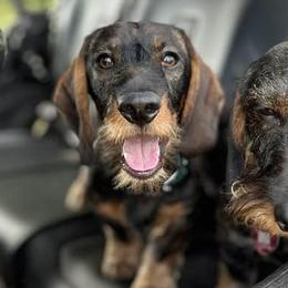 Dachshunds from McCann Creek