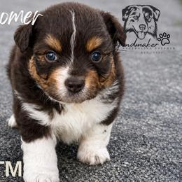 Boomer - Blue merle male Miniature American Shepherd puppy in Leitchfield, Kentucky from Legendmaker MAS
