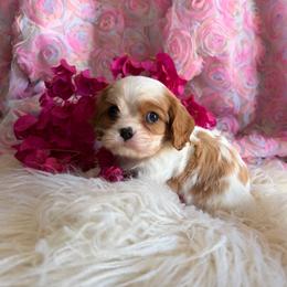 Oliver - Blenheim male Cavalier King Charles Spaniel puppy in Encinitas, California from Seaside Cavaliers