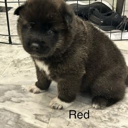 Akita Puppies from 239 Sunshine Akitas