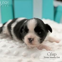 Chip - Black and white male Shorkie puppy in Scottsdale, Arizona from Lil Luxe Pups