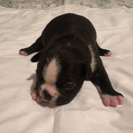 Girl 3 - Black and white female Boston Terrier puppy in Brookville, Ohio from Best Friend Bostons