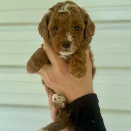Maverick - Red  male Goldendoodle puppy in Kenansville, North Carolina from J+A Family Doodles