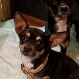 Squirrel - Chihuahua