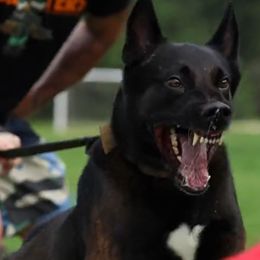 Belgian Malinois from MainLine Malinois