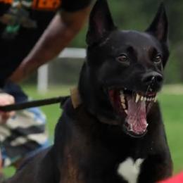 Belgian Malinois from MainLine Malinois