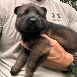 Olympia - Sable female German Shepherd puppy in Moore, South Carolina from Von Zorhaus