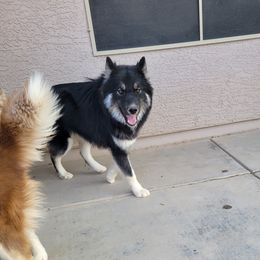Siberian Huskies from Anime Huskies