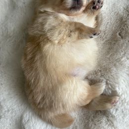 Pomeranian Puppies from Fam. Pomerania
