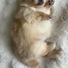 Pomeranian Puppies from Fam. Pomerania