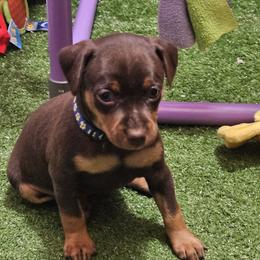 Daisy - Chocolate and rust female Miniature Pinscher puppy in Baton Rouge, Louisiana from Pike's Pups