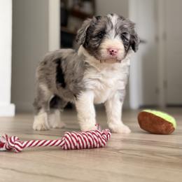Girl 3 - Blue merle female Bordoodle puppy in Shelton, Washington from Prophecy Kennels