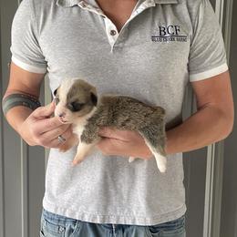 Maddy - Male 1 - Fawn male Pembroke Welsh Corgi puppy in Jefferson, South Carolina from Blue Creek Farms