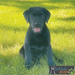 Labrador Retriever Puppies from Fieldside Pups