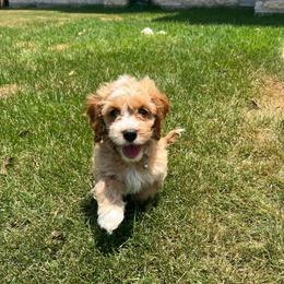 Ranger - Red and white male Cockapoo puppy in Elgin, Texas from Good Grief Doodles