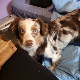 Darwin - Miniature Australian Shepherd