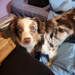 Darwin - Miniature Australian Shepherd