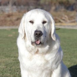 Bruno - Golden Retriever