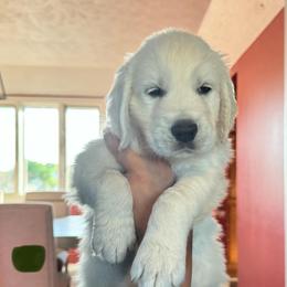 Boy 4 - Light golden male Golden Retriever puppy in Roca, Nebraska from Oak Haven Goldens