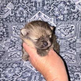 Shilo - Orange sable male Pomeranian puppy in Zavalla, Texas from Precious Puff Poms