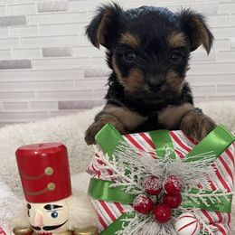 Poodle, Yorkipoo, and Yorkshire Terrier Puppies from Star Catcher Pups