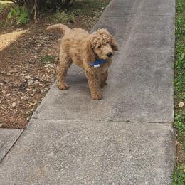 Forest - Cream male Goldendoodle puppy in Knoxville, Tennessee from Kokoh Doodles