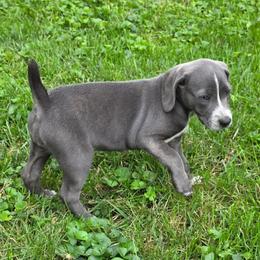 Estrela - Blue female Mountain Cur puppy in Moundsville, West Virginia from Mountaineer Mountain Curs