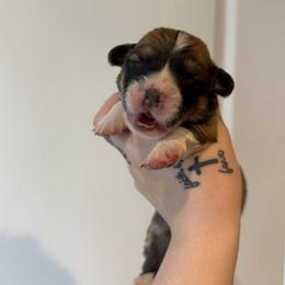 Peter- Fluffy - Red male Pembroke Welsh Corgi puppy in Aberdeen, Washington from Coastal country Farms