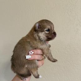 Naya - Chocolate sable female Pomeranian puppy in Phoenix, Arizona from Luxpomz