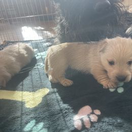 Wheaten girl - Wheaten female Scottish Terrier puppy in Brule, Nebraska from Scottyland Yard