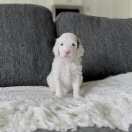 Pansy - Parti female Goldendoodle puppy in St George, Utah from Doodle Bears of Southern Utah