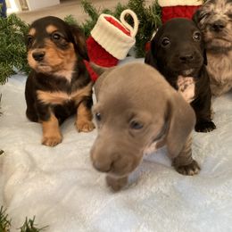Dachshund Puppies from Brooke Brumley
