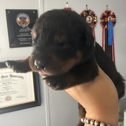 Girl 2 - Black and mahogany female Rottweiler puppy in Cleveland, Texas from Vom Haus Fantasy Rottweiler Kennel