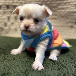 Cupid - Cream male Chihuahua puppy in Hampton, Virginia from Chilove Chihuahuas