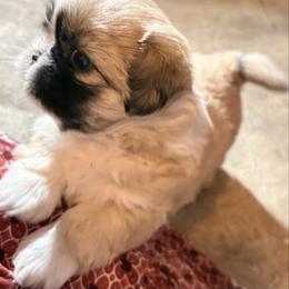 Girl 1 - Black and tan female Shih Tzu puppy in Kingsland, Georgia from Shih-tzu Dynasty