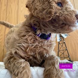 MATILDA - Purple Collar - Girl - Apricot female Goldendoodle puppy in Charlo, Montana from Heavenly Hilltop Farm