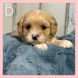 Copper - Ruby male Cavachon puppy in Smoot, Wyoming from Designer Mountain Mutts