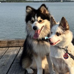 Pomskies from AM Pomskies